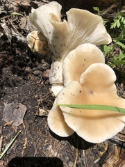 Pleurotus populinus
