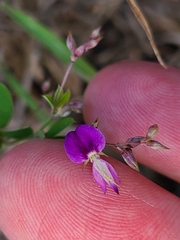 Lespedeza frutescens