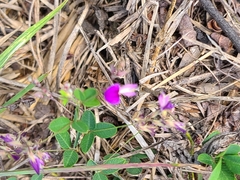 Lespedeza frutescens