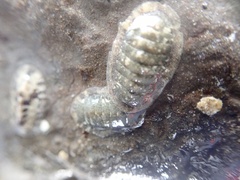 Ischnochiton comptus