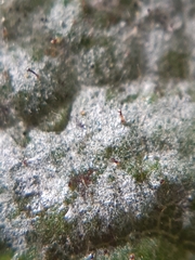 Phyllactinia guttata