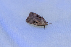 Xestia normanianus