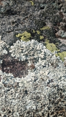 Xanthoparmelia cumberlandia