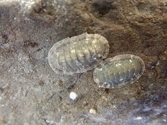 Ischnochiton comptus