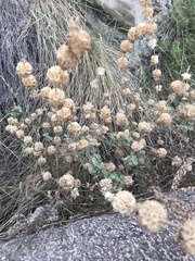 Pseudodictamnus hirsutus