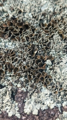 Xanthoparmelia cumberlandia