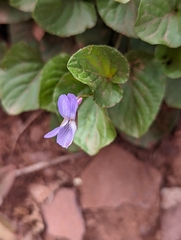 Viola adunca