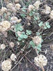 Pseudodictamnus hirsutus