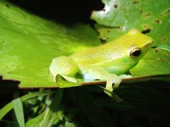 Sphaenorhynchus lacteus