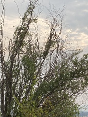 Salix babylonica