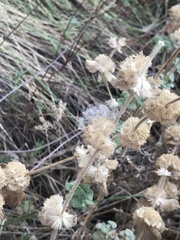 Pseudodictamnus hirsutus