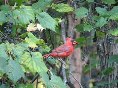 Cardinalis cardinalis
