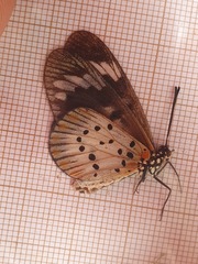 Acraea encedon