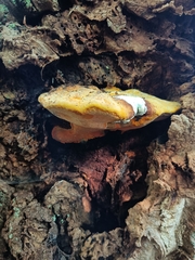 Aurantiporus croceus