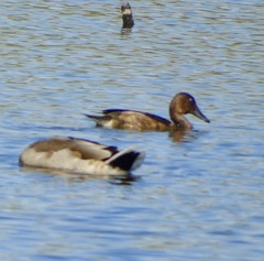 Aythya nyroca