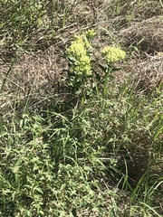 Asclepias viridis