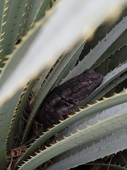 Sceloporus magister