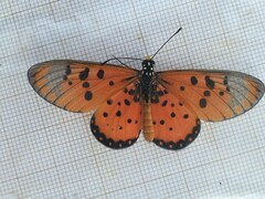 Acraea neobule neobule