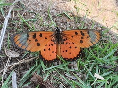 Acraea neobule neobule