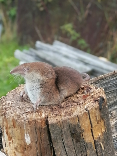 Eurasian Pygmy Shrew