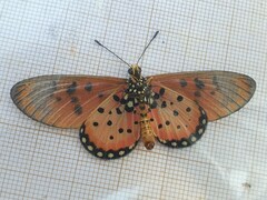 Acraea neobule neobule