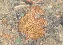 Siderastrea stellata