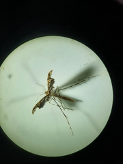 Amblyptilia