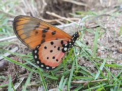 Acraea neobule neobule