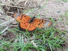 Acraea neobule neobule