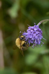 Bombus muscorum