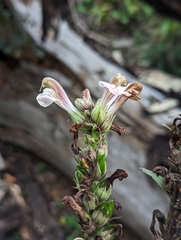 Pedicularis procera