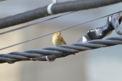 Phylloscopus collybita