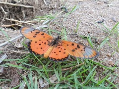 Acraea neobule neobule
