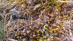 Peltigera rufescens