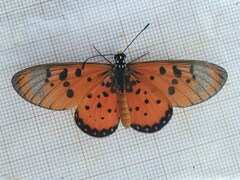 Acraea neobule neobule