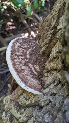 Ganoderma applanatum