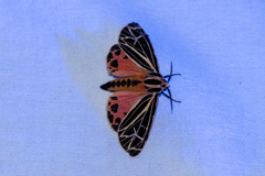 Apantesis parthenice