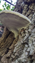 Ganoderma applanatum