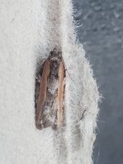Acleris gloveranus