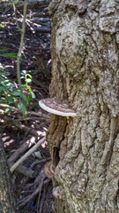 Ganoderma applanatum