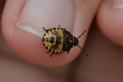 Carpocoris