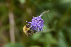 Bombus muscorum