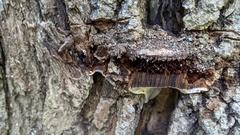 Ganoderma applanatum