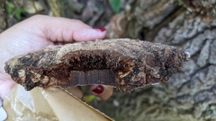 Ganoderma applanatum