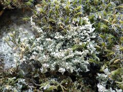 Cladonia squamosa