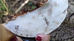 Ganoderma applanatum