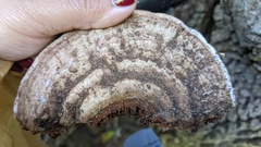 Ganoderma applanatum