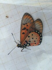 Acraea neobule neobule