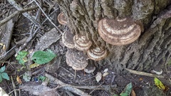 Ganoderma applanatum