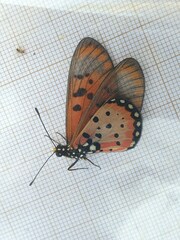 Acraea neobule neobule